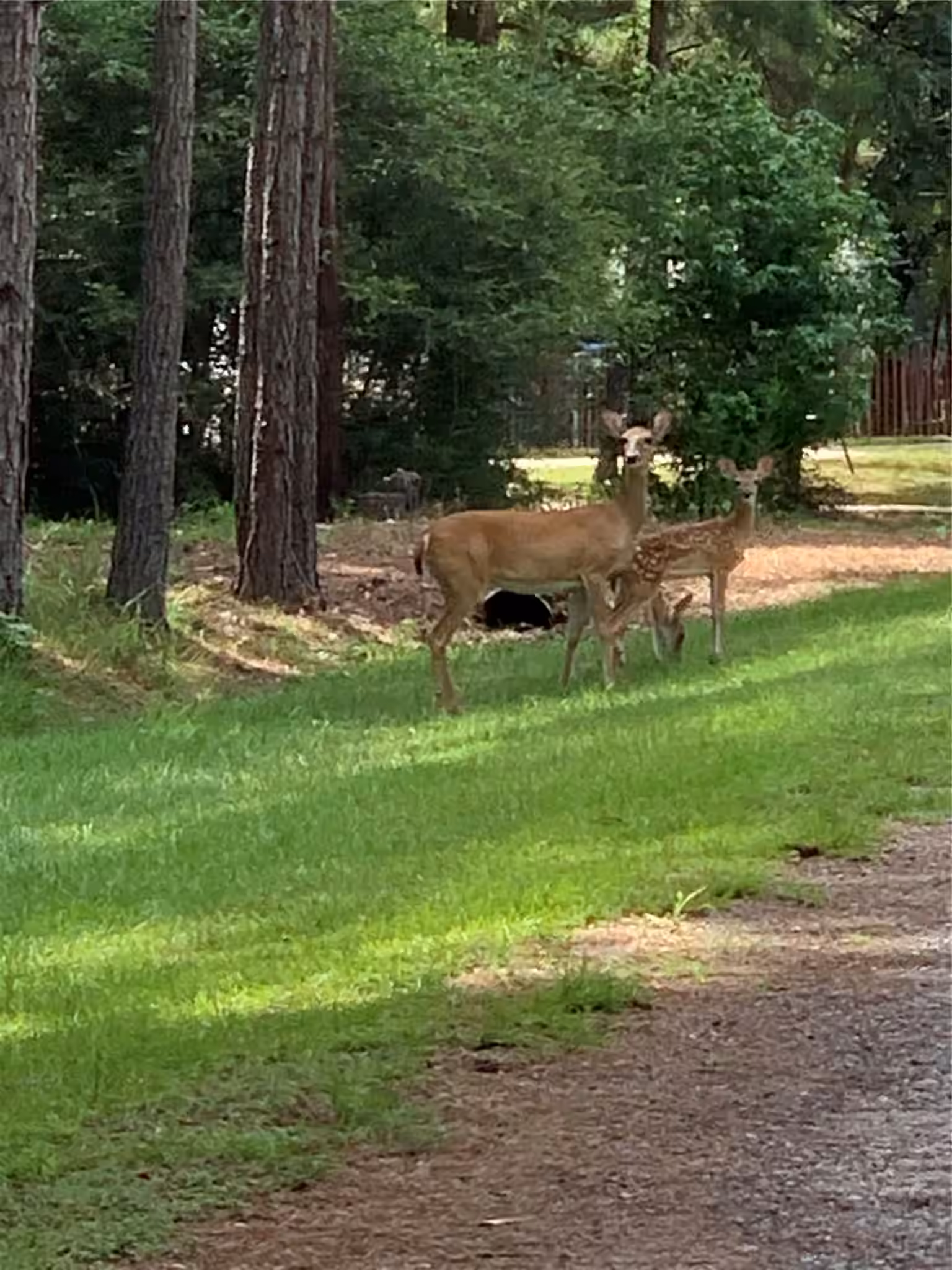 Photo 3 of 305 Canadian Drive, Trinity, TX