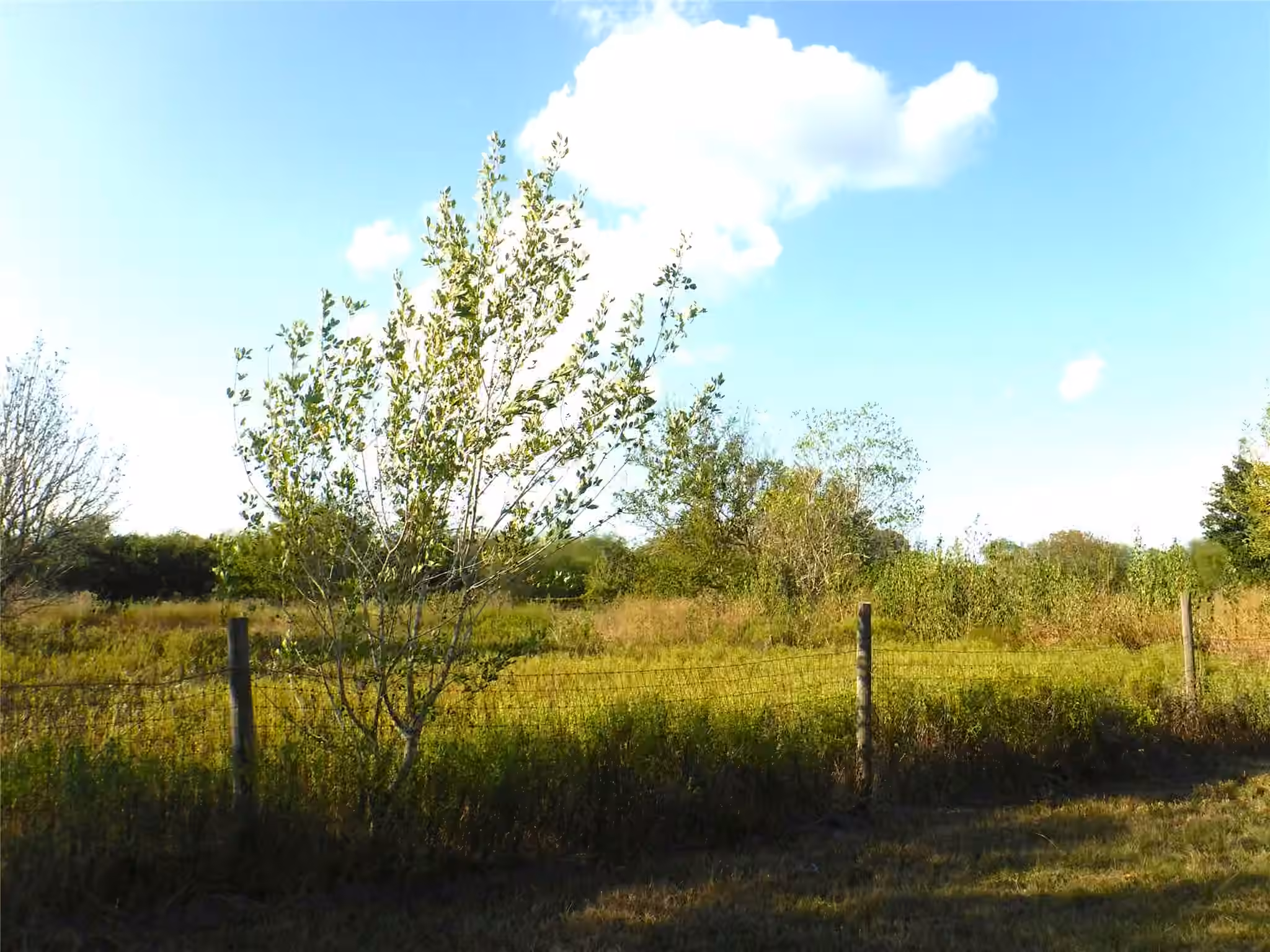 Photo 4 of 1142 Chestnut Lane, Wallis, TX